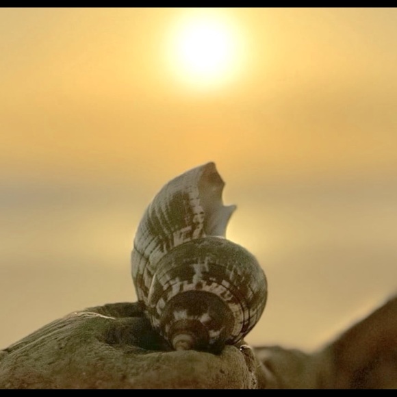 FL TRUE TULIP COLLECTOR SEASHELL SEMI RARE DISPLAY SHELL NAUTICAL DECOR COASTAL - Picture 7 of 12